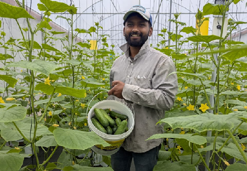 Photo 519: Mr. Akila Geethanjana, who took the youth loan in Nov 2025 earned a Rs. 1 Mn profit from the first harvest of his Salad cucumber cultivation in poly tunnels in Mirahawatta, Welimada, 7 Jan 2026
